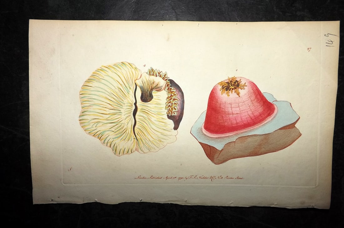Shaw & Nodder 1790 Hand Col Print. Sea Anemone 27: Hand Colored Copper Plate Published 1789-1813, London for "The Naturalist's Miscellany: or Coloured Figures of Natural Objects" by George Shaw and Frederick Nodder. Lacking descriptive text (Text with