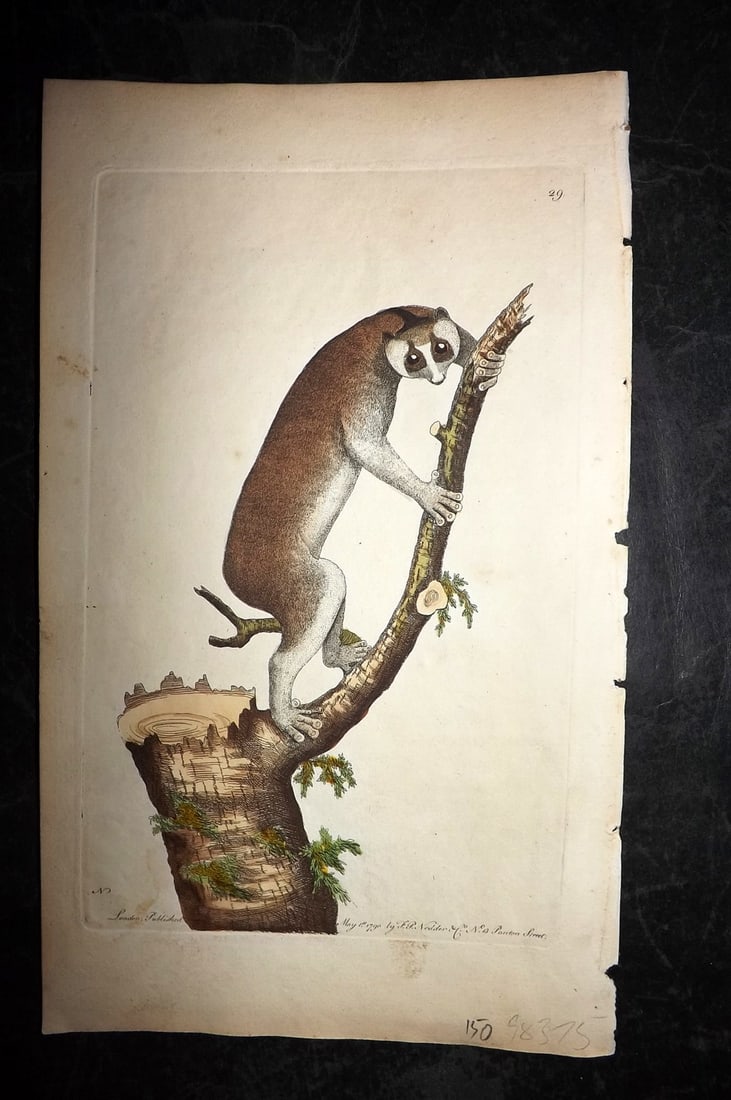 Shaw & Nodder 1790 Hand Col Print. Slow Faced Lemur 29: Hand Colored Copper Plate Published 1789-1813, London for "The Naturalist's Miscellany: or Coloured Figures of Natural Objects" by George Shaw and Frederick Nodder. With accompanying descriptive text.