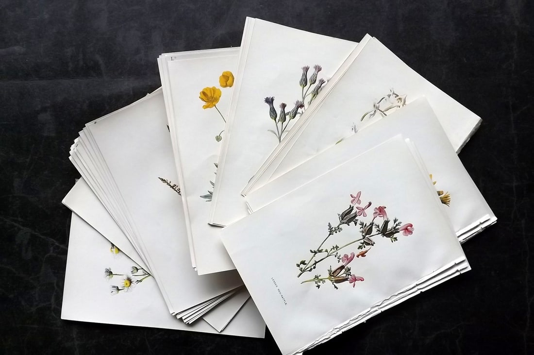 Hulme, Edward C1900 Lot of 50 Botanical Prints. Wild Flowers (1 of 8)