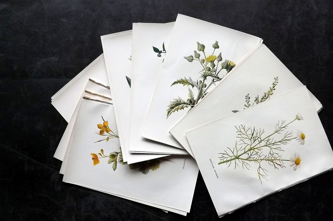 Hulme, Edward C1900 Lot of 24 Botanical Prints. Wild Flowers: Offset Lithographs Published C1900, London for "Familiar Wild Flowers" by F. Edward Hulme & Shirley Hibberd. Paper Size: 7.5 x 5 inch (19 x 13cm) Good Condition