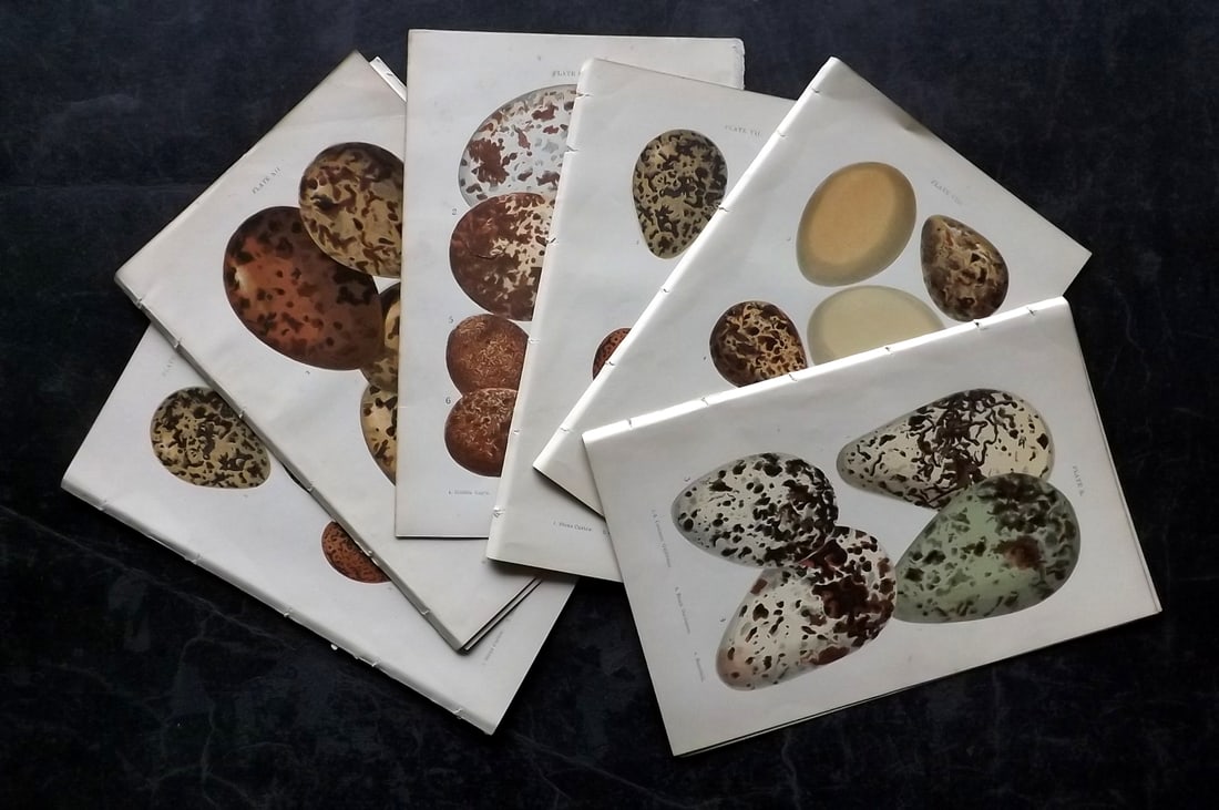 Atkinson, Canon C1895 Lot of 18 Antique Bird Egg Prints: Occasional duplicates. Colour Printed Woodblock Published C1895, London for "British Birds' Eggs and Nests Popularly Described" by The Rev. Canon Atkinson. Paper Size: 7 x 5 inch (18 x 12cm) Minor ton