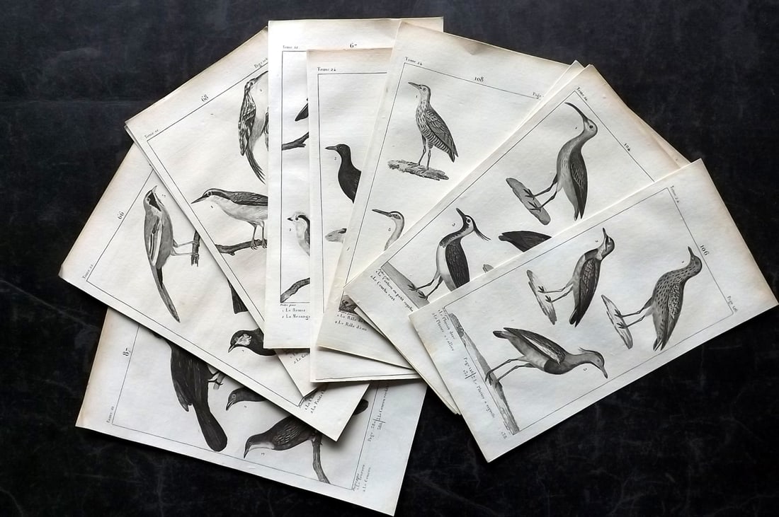 Buffon, Comte de 1825 Lot of 13 Antique Bird Prints (1 of 4)