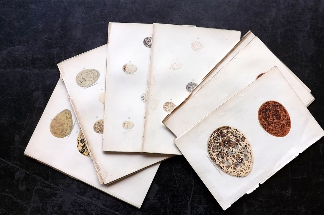 Adams, Henry C1890 Lot of 14 Antique Bird Egg Prints (1 of 4)
