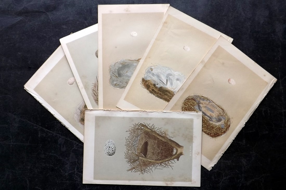 Morris, Francis 1853 Lot of 7 Antique Bird Nest Prints: Woodblocks Published 1853, London for "A Natural History of the Nests and Eggs of British Birds" By the Rev. Francis Orpen Morris, printed Benjamin Fawcett. Paper Size: 9.5 x 6 inch (24 x 15cm) All wi