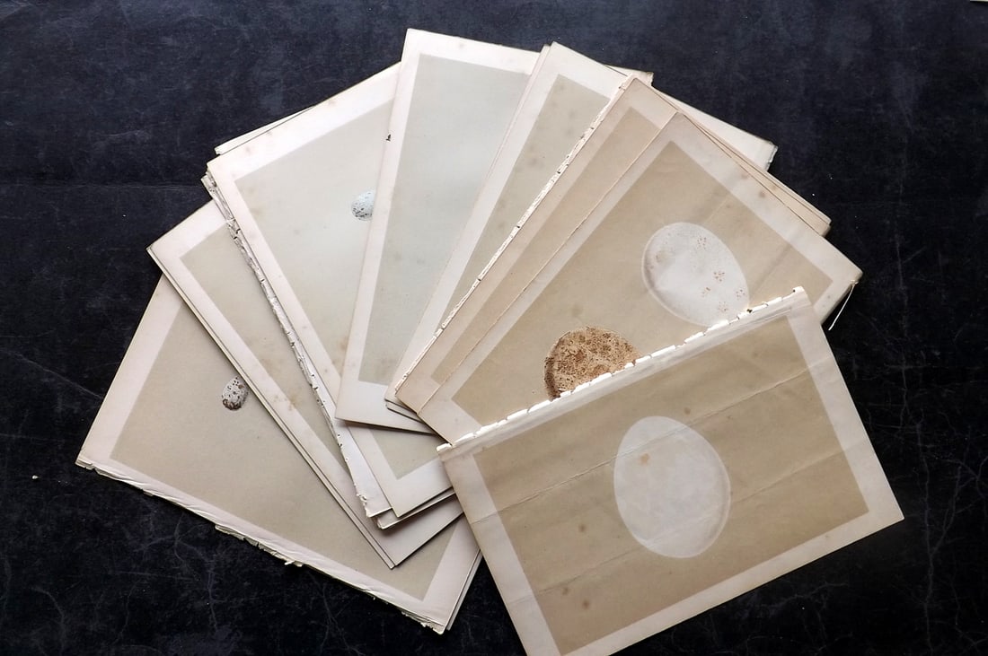 Morris, Francis 1853 Lot of 21 Antique Bird Egg Prints (1 of 5)
