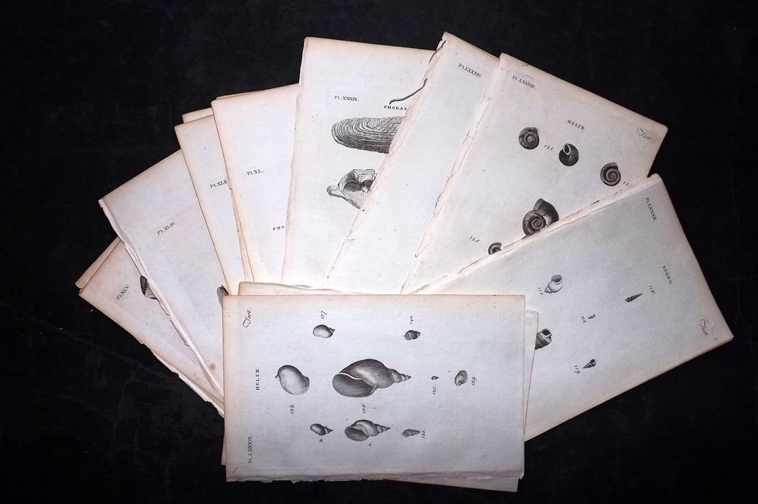 Pennant, Thomas 1776 Lot of 16 Antique Shell Prints: Copper Plates Published 1776-77, London for "British Zoology" by Thomas Pennant. Paper Size: 8 x 5 inch (21 x 13cm) Good Condition