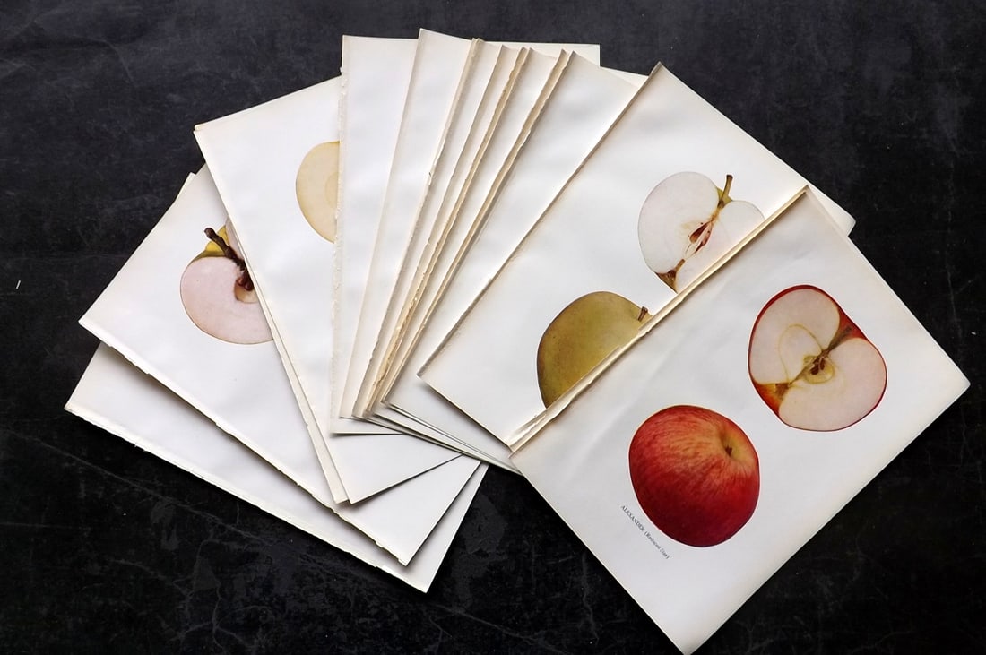 Beach, S A. 1905 Lot of 16 Color Fruit Prints. Apples of New York (1 of 5)