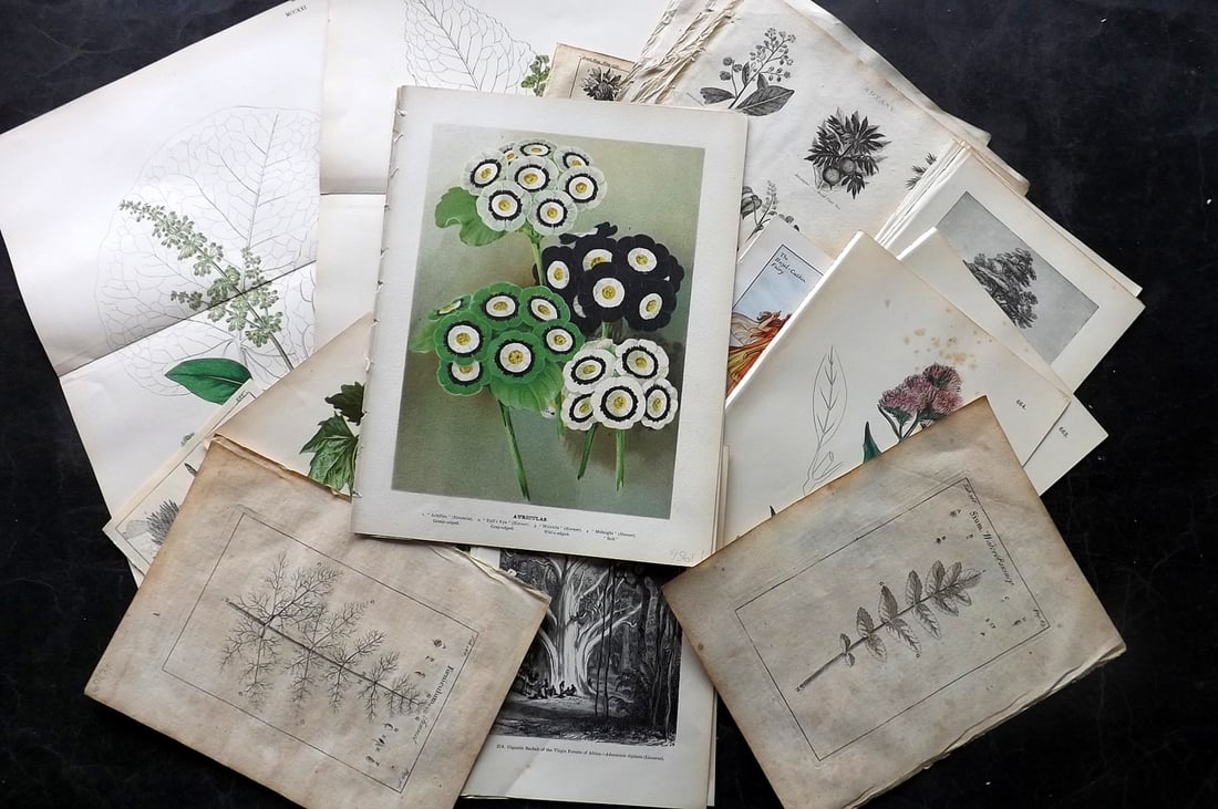 Botanical Prints 18th-19th Cent. Lot of 24 Antique Prints. Book Plates: Mixed Lot of Botanical Prints. Examples by Wright, Sowerby, Weathers, Pouchet, Tournefort, Cicely Mary Barker (1940's) Boulger and others. Paper Size: Up to 12.5 x 10 inch (32 x 25cm) Some faults, man