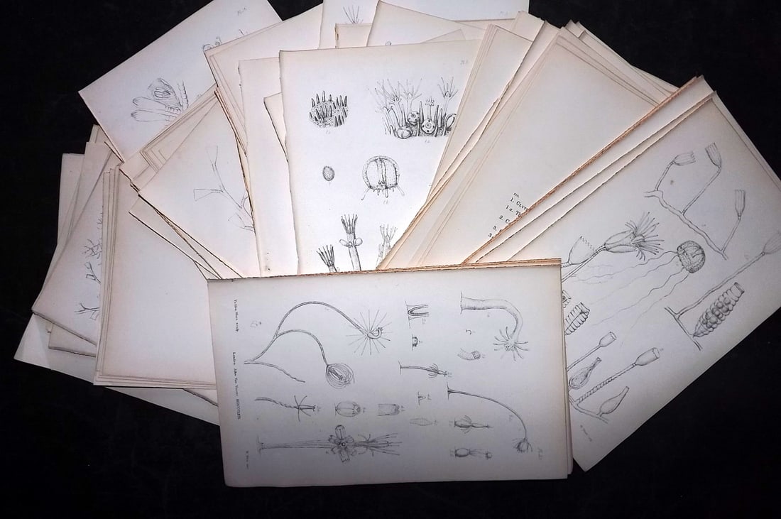 Hincks, Thomas 1868 Lot of 48 British Zoophytes Prints. Book Plates (1 of 7)