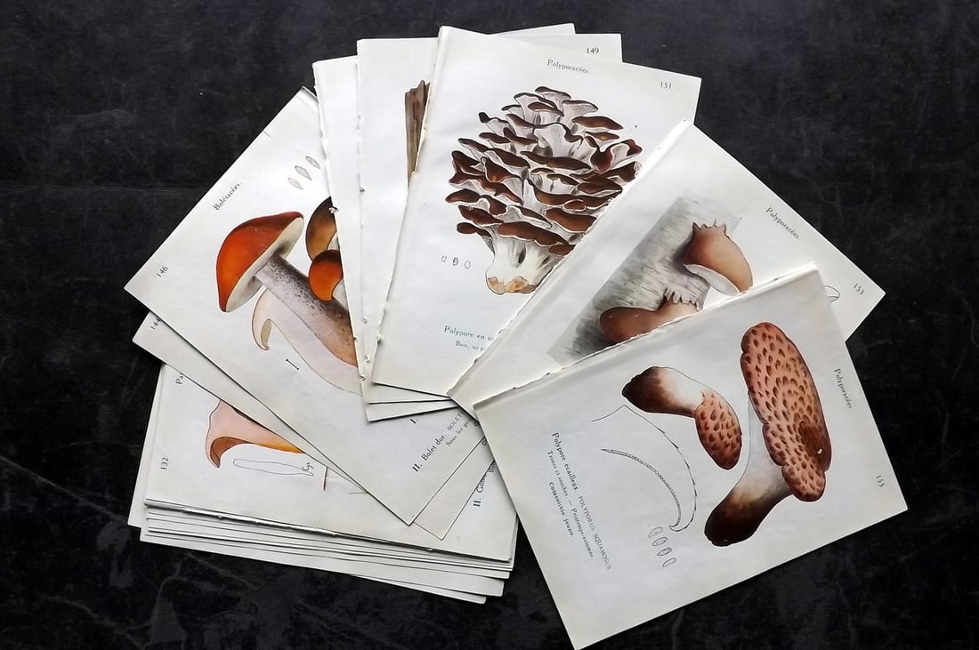 Maublanc, Andre 1927 Lot of 18 Vintage Mushroom Prints (1 of 7)