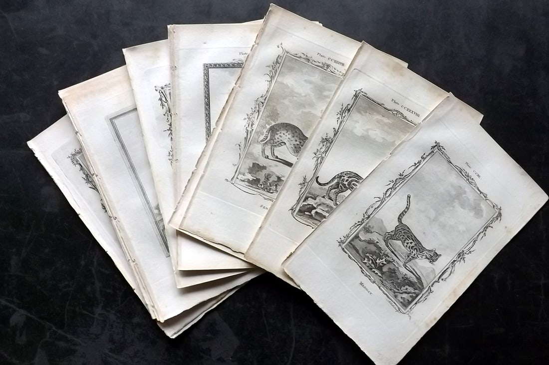 Buffon, Comte de 1791 Lot of 17 Antique Prints. Big Cats (1 of 5)