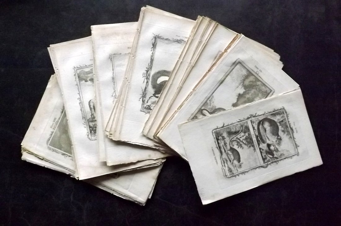 Buffon, Comte de 1791 Lot of 66 Antique Prints. Mammals: Copper Plate Published 1791, London for "Natural History, General and Particular" by the Count de Buffon. Translated by William Smellie. Paper Size: 8.5 x 5 inch (22 x 13cm) Tone spotting in parts, mo
