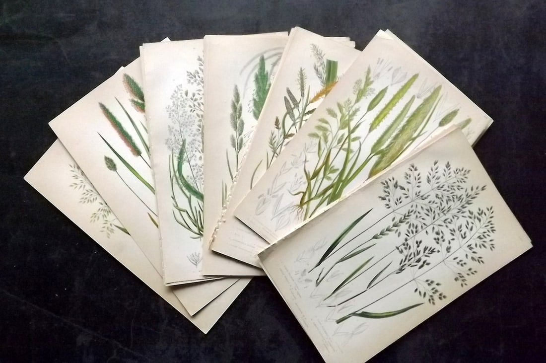Pratt, Anne 1855 Lot of 24 Antique Botanical Prints. First Edition: Colour Printed Woodblocks Published 1855, London for "The Flowering Plants and Ferns of Great Britain" First Edition by Anne Pratt. Paper Size: 8.5 x 5.5 inch (22 x 14cm) Slightly tight margins as bou