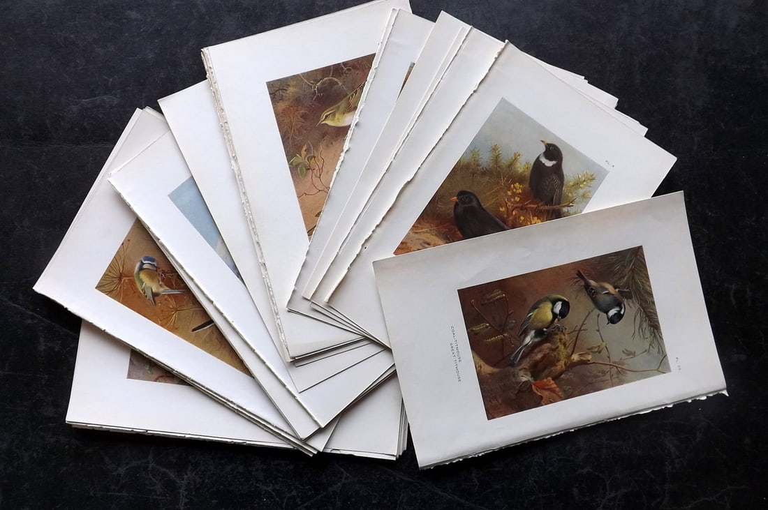 Thorburn, Archibald 1925 Lot of 36 Vintage Bird Prints. Book Plates: Vintage Offset Lithograph Published 1925-26, London for "British Birds" by Archibald Thorburn. Paper Size: 8.5 x 5.5 inch (22 x 14cm) Very minor margin toning in parts. Good Condition