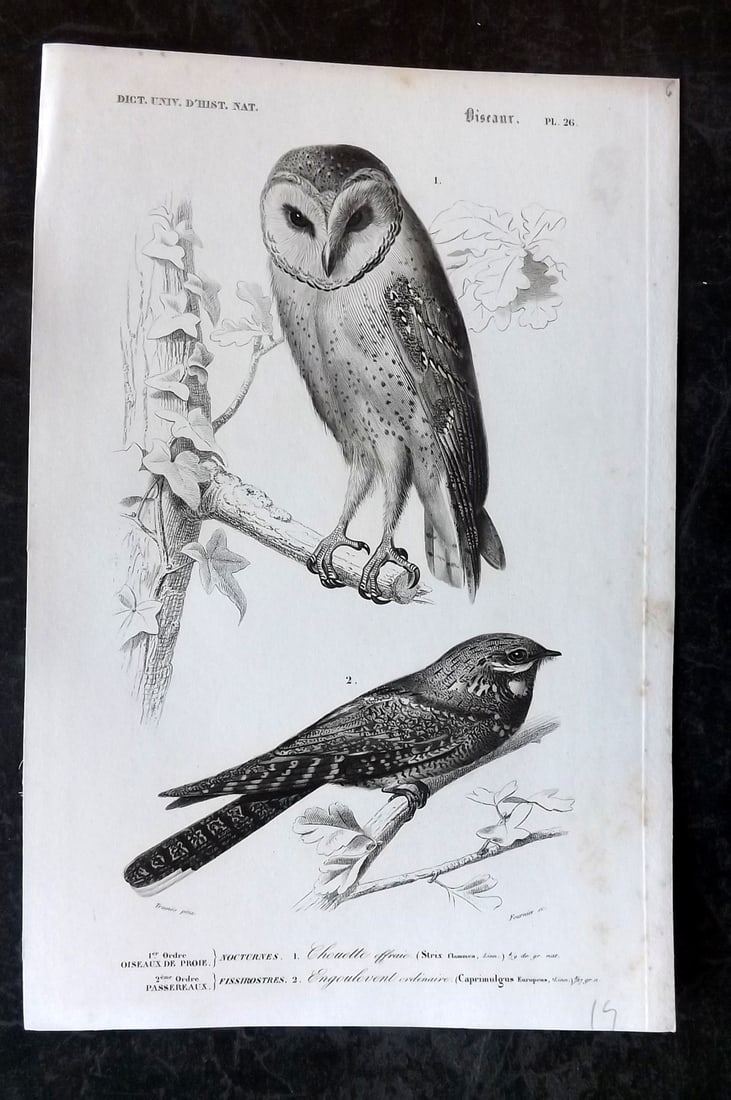 d'Orbigny, Charles 1849 Bird Print. Barn Owl, Nightjar 26 (1 of 1)