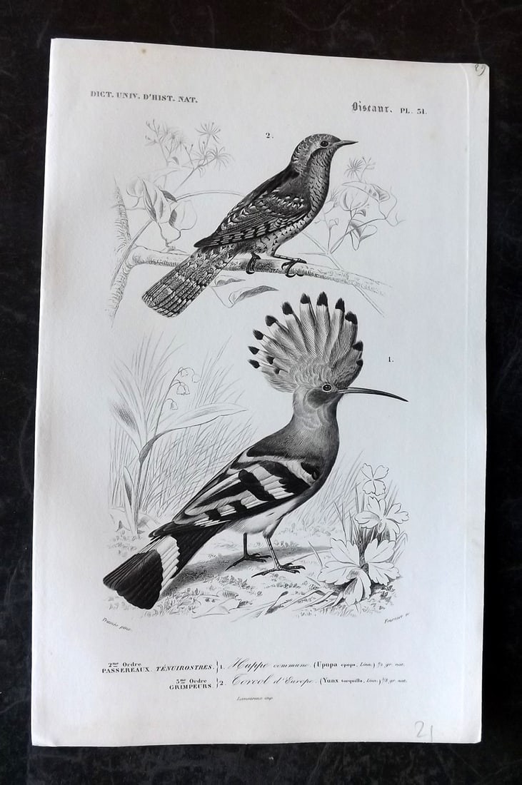 d'Orbigny, Charles 1849 Bird Print. Hoopoe, Wryneck 31 (1 of 1)
