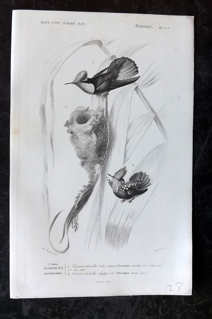 d'Orbigny, Charles 1849 Bird Print. Hummingbirds 3C (1 of 1)