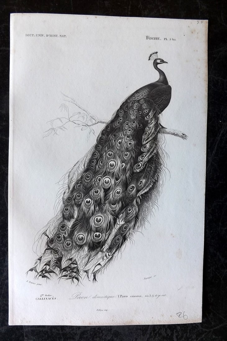d'Orbigny, Charles 1849 Bird Print. Peacock 5* (1 of 1)