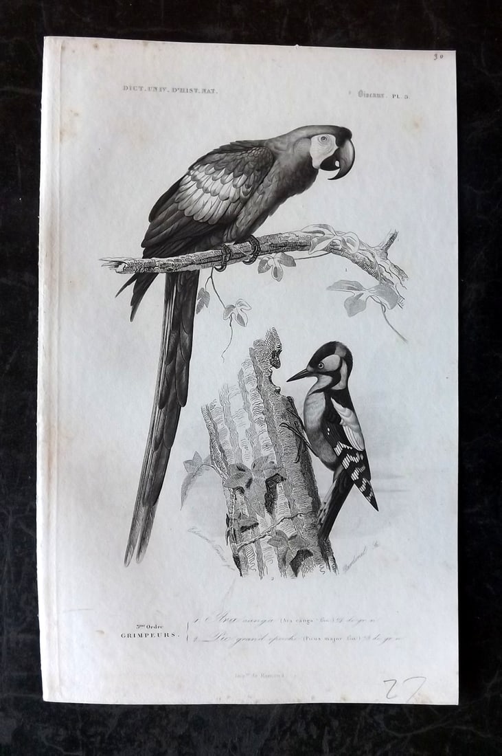 d'Orbigny, Charles 1849 Bird Print. Scarlet Macaw Parrow, Woodpecker 05 (1 of 1)