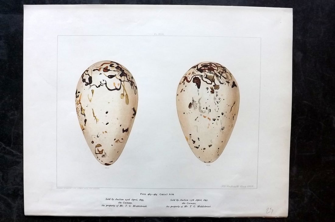 Frohawk, F. W. 1898 Folio Bird Egg Print. Extinct Great Auk (1 of 2)