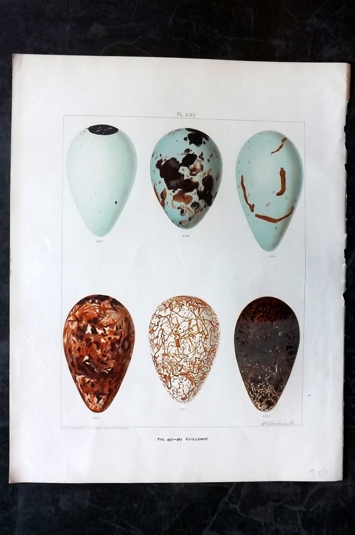 Frohawk, F. W. 1898 Folio Bird Egg Print. Guillemot: Chromolithographs Published in 1896-8 by Brunby & Clarke, London for "British Birds, with their Nests & Eggs" Illustrated by F. W. Frohawk. Paper Size: 12 x 9.5 inch (30 x 24cm) Good Condition