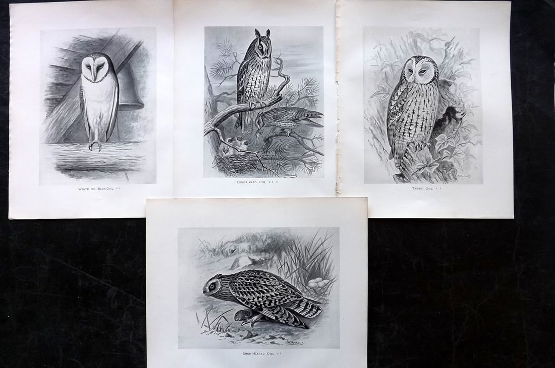 Frohawk, F. W. 1898 Lot of 10 Antique Owl Prints: Offset Lithographs Published in 1896-8 by Brunby & Clarke, London for "British Birds, with their Nests & Eggs" Illustrated by F. W. Frohawk. Paper Size: 12 x 9.5 inch (30 x 24cm) Good Condition