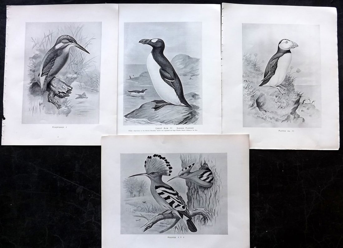 Frohawk, F. W. 1898 Lot of 4 Bird Prints. Extinct Great Auk, Puffin, Kingfisher Hoopoe: Offset Lithographs Published in 1896-8 by Brunby & Clarke, London for "British Birds, with their Nests & Eggs" Illustrated by F. W. Frohawk. Paper Size: 12 x 9.5 inch (30 x 24cm) Good Condition
