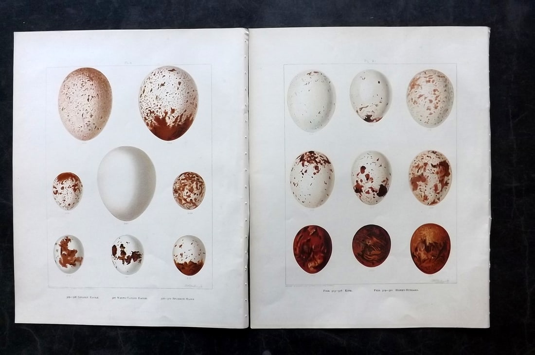 Frohawk, F. W. 1898 Pair of Folio Bird Egg Prints: Chromolithographs Published in 1896-8 by Brunby & Clarke, London for "British Birds, with their Nests & Eggs" Illustrated by F. W. Frohawk. Paper Size: 12 x 9.5 inch (30 x 24cm) Good Condition