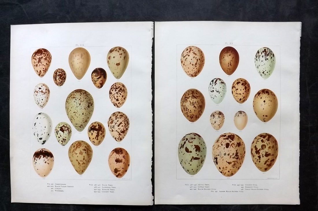 Frohawk, F. W. 1898 Pair of Folio Bird Egg Prints: Chromolithographs Published in 1896-8 by Brunby & Clarke, London for "British Birds, with their Nests & Eggs" Illustrated by F. W. Frohawk. Paper Size: 12 x 9.5 inch (30 x 24cm) Good Condition