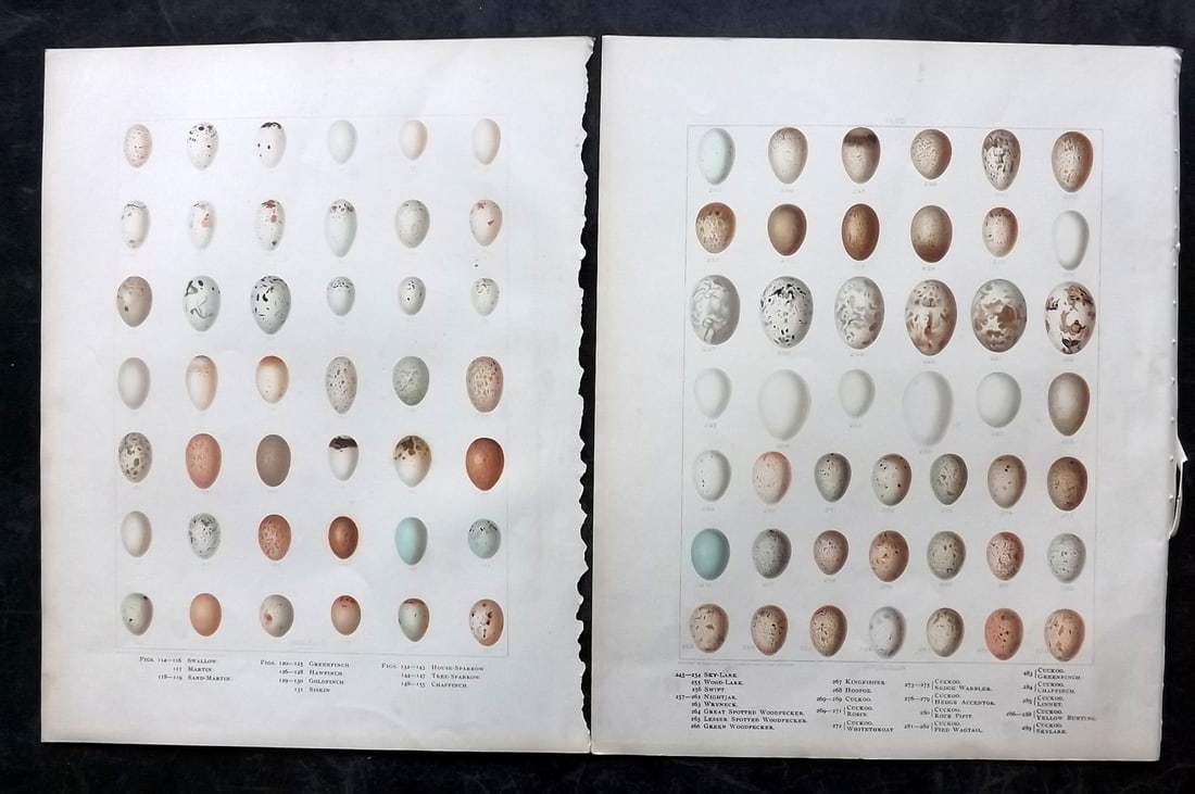 Frohawk, F. W. 1898 Pair of Folio Bird Egg Prints: Chromolithographs Published in 1896-8 by Brunby & Clarke, London for "British Birds, with their Nests & Eggs" Illustrated by F. W. Frohawk. Paper Size: 12 x 9.5 inch (30 x 24cm) Good Condition
