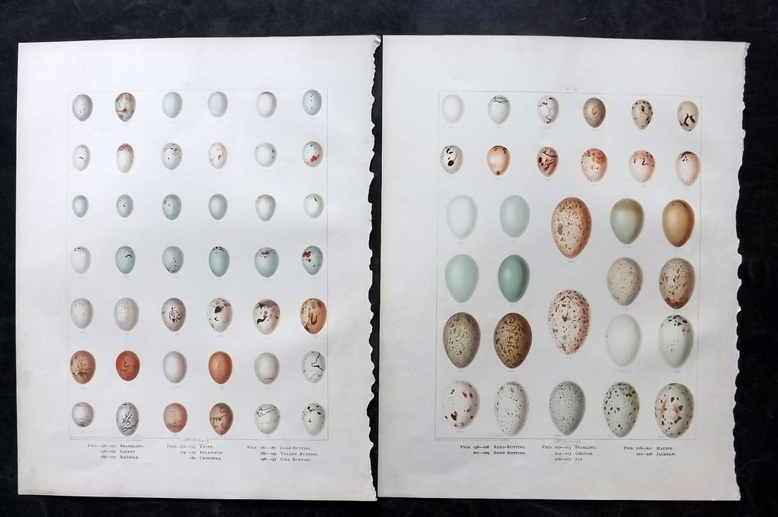 Frohawk, F. W. 1898 Pair of Folio Bird Egg Prints: Chromolithographs Published in 1896-8 by Brunby & Clarke, London for "British Birds, with their Nests & Eggs" Illustrated by F. W. Frohawk. Paper Size: 12 x 9.5 inch (30 x 24cm) Good Condition