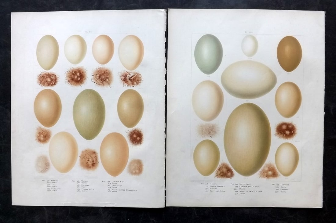 Frohawk, F. W. 1898 Pair of Folio Bird Egg Prints: Chromolithographs Published in 1896-8 by Brunby & Clarke, London for "British Birds, with their Nests & Eggs" Illustrated by F. W. Frohawk. Paper Size: 12 x 9.5 inch (30 x 24cm) Good Condition