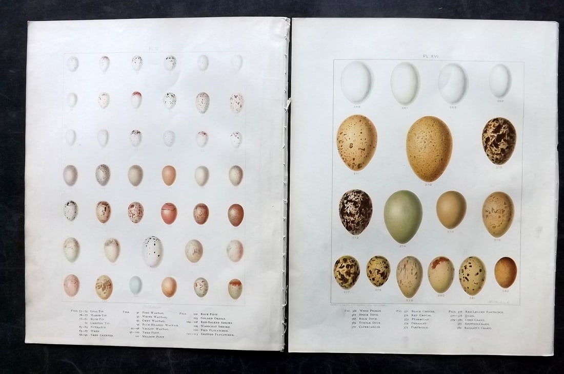 Frohawk, F. W. 1898 Pair of Folio Bird Egg Prints: Chromolithographs Published in 1896-8 by Brunby & Clarke, London for "British Birds, with their Nests & Eggs" Illustrated by F. W. Frohawk. Paper Size: 12 x 9.5 inch (30 x 24cm) Good Condition
