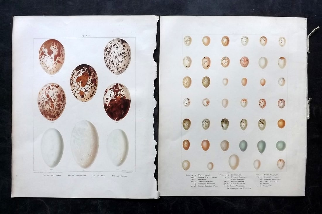 Frohawk, F. W. 1898 Pair of Folio Bird Egg Prints: Chromolithographs Published in 1896-8 by Brunby & Clarke, London for "British Birds, with their Nests & Eggs" Illustrated by F. W. Frohawk. Paper Size: 12 x 9.5 inch (30 x 24cm) Good Condition