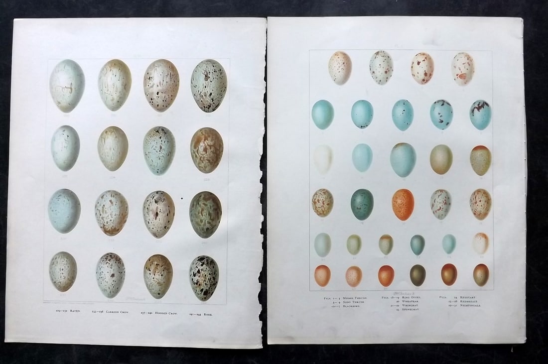 Frohawk, F. W. 1898 Pair of Folio Bird Egg Prints: Chromolithographs Published in 1896-8 by Brunby & Clarke, London for "British Birds, with their Nests & Eggs" Illustrated by F. W. Frohawk. Paper Size: 12 x 9.5 inch (30 x 24cm) Good Condition