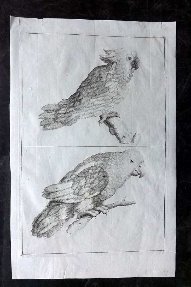 Lairesse, Gerard de 1746 Rare Folio Bird Print. Cockatoo & Parrot (1 of 2)