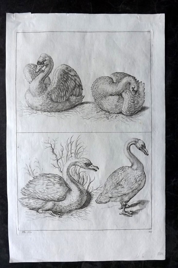 Lairesse, Gerard de 1746 Rare Folio Bird Print. Swans (1 of 2)