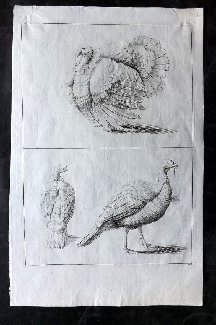 Lairesse, Gerard de 1746 Rare Folio Bird Print. Turkey (1 of 2)