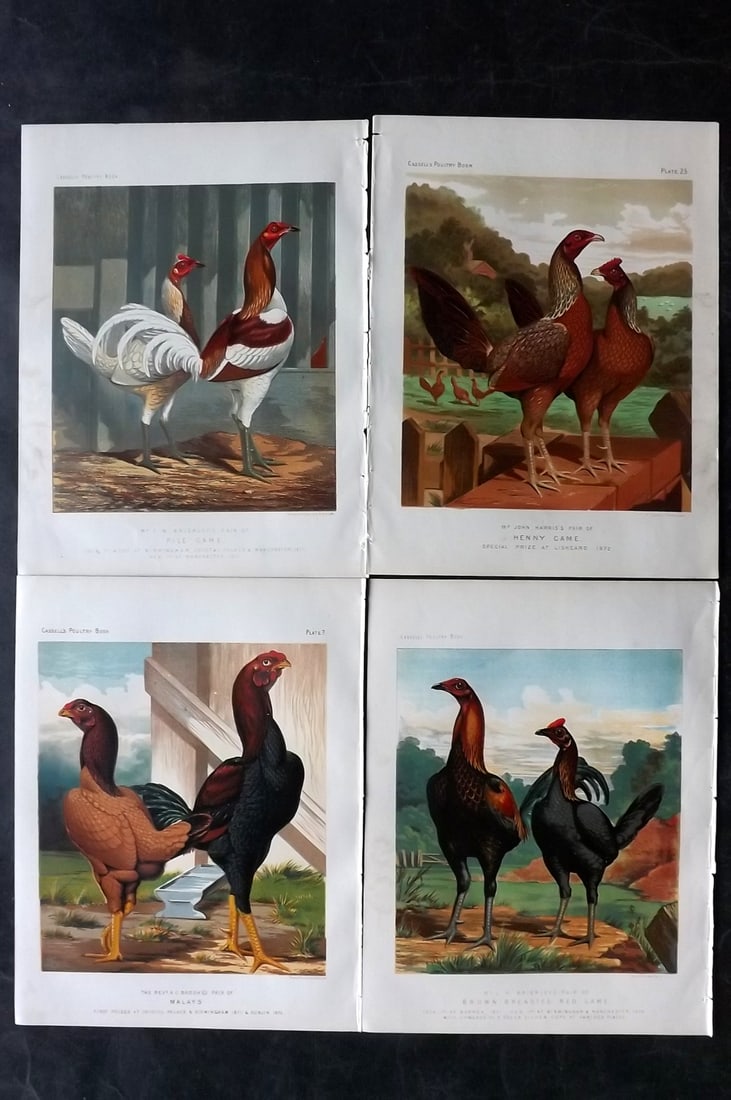 Ludlow & Wright C1880 Lot of 4 Cassell Poultry Prints (1 of 2)