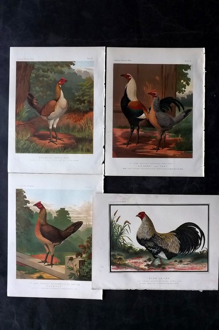Ludlow & Wright C1880 Lot of 4 Cassell Poultry Prints (1 of 2)