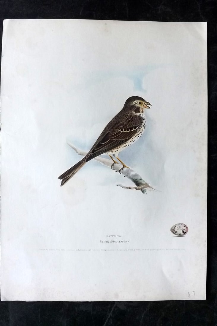 Meyer, Henry C1840 Folio HCol Bird Print. Bunting. 1st Edition (1 of 2)