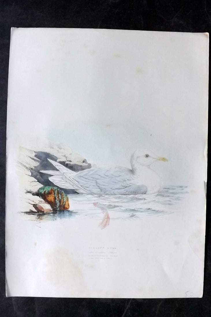 Meyer, Henry C1840 Folio HCol Bird Print. Iceland Gull. 1st Edition (1 of 2)