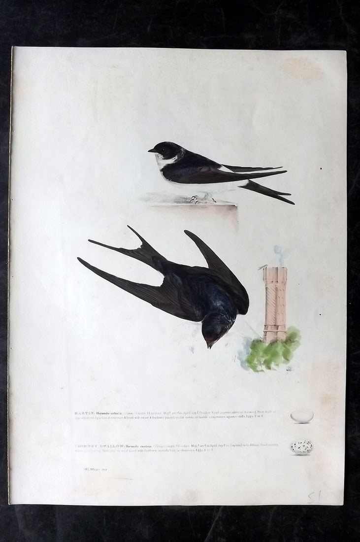 Meyer, Henry C1840 Folio HCol Bird Print. Martin, Chimney Swallow. 1st Edition (1 of 2)