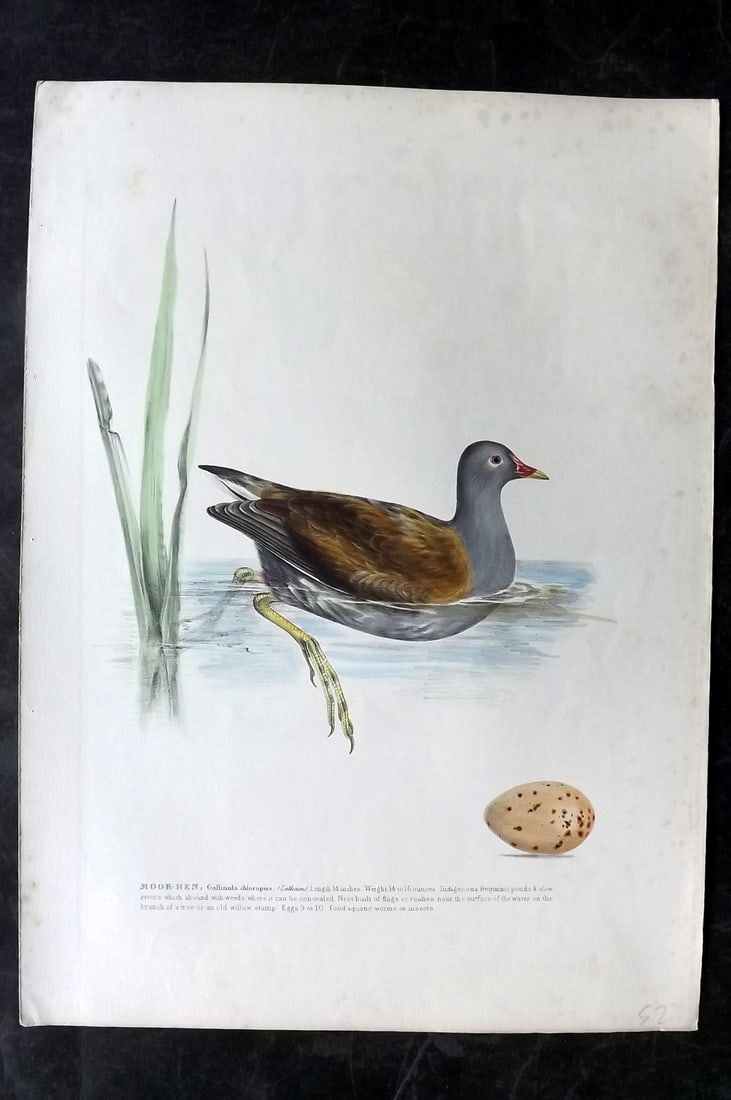Meyer, Henry C1840 Folio HCol Bird Print. Moorhen. 1st Edition (1 of 2)