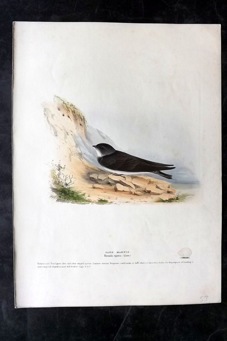 Meyer, Henry C1840 Folio HCol Bird Print. Sand Martin. 1st Edition (1 of 2)