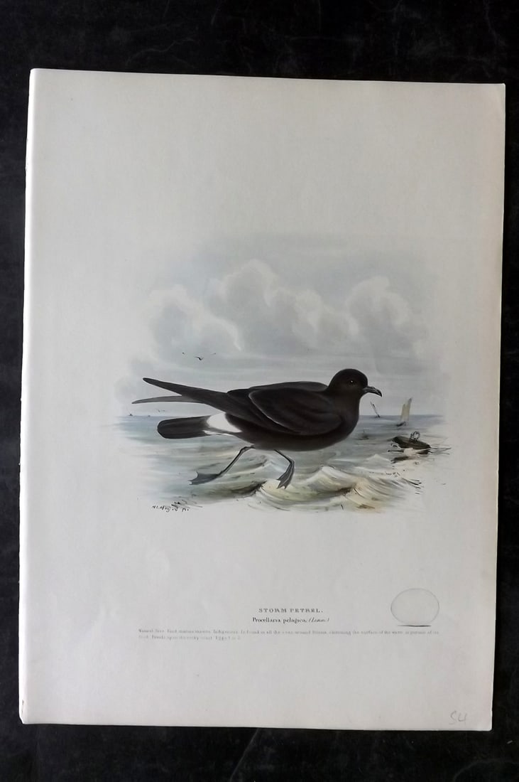 Meyer, Henry C1840 Folio HCol Bird Print. Storm Petrel. 1st Edition (1 of 2)