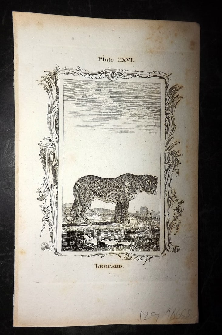 Buffon, Comte de 1791 Antique Print. Leopard (1 of 1)