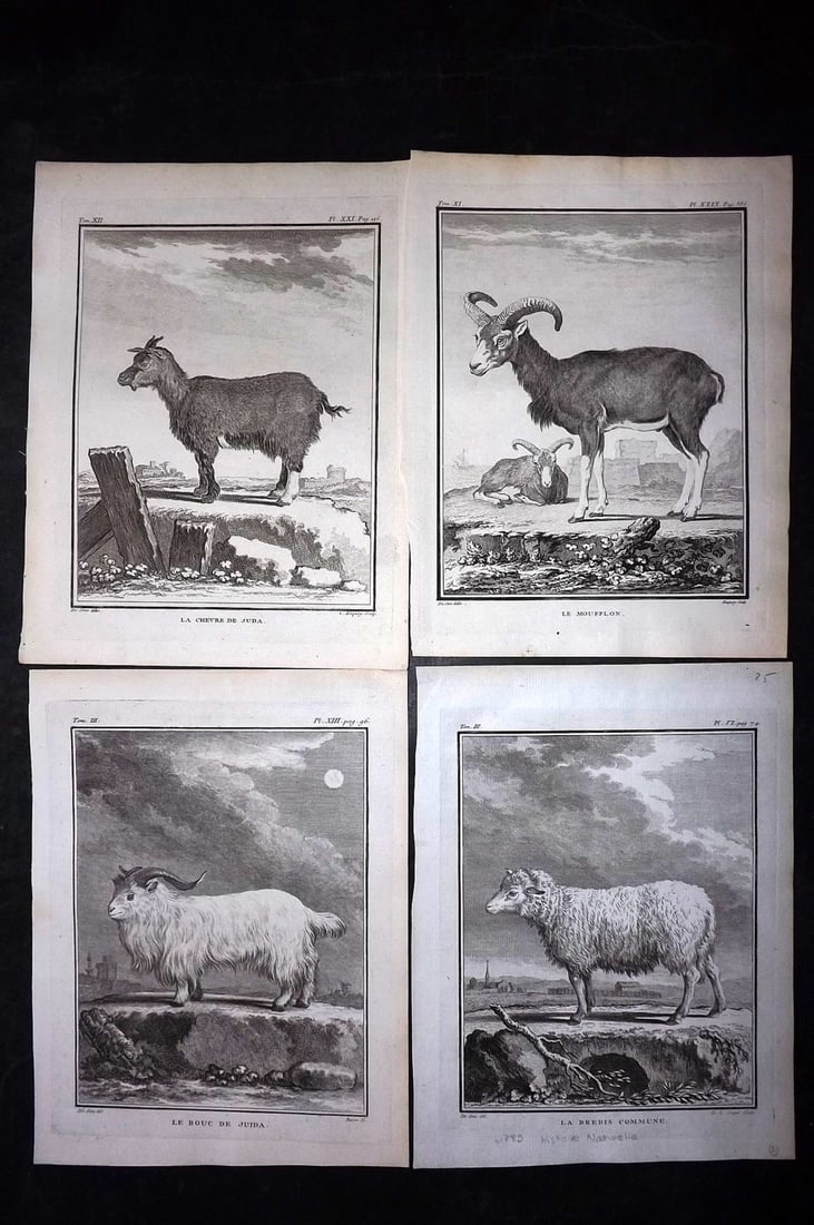 Buffon, Comte de C1760 Lot of 4 Prints. Goats Sheep. First Edition 4to (1 of 2)
