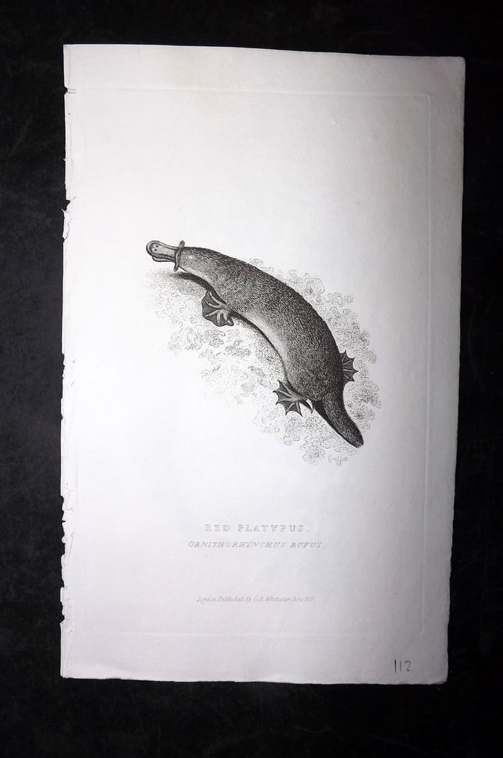 Cuvier, Baron C1830 Antique Print. Red Platypus Australia Duckbill: Etching/Engraving Published 1827-35, London for "The Animal Kingdom" by The Baron Georges Cuvier. Paper Size: 10 x 6 inch (25 x 16cm) Good Condition