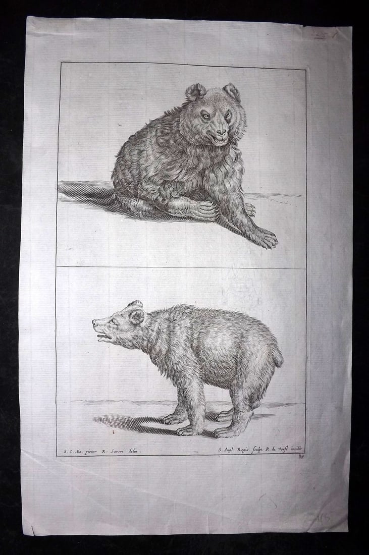 Lairesse, Gerard de 1746 Rare Folio Print. Bear (1 of 2)